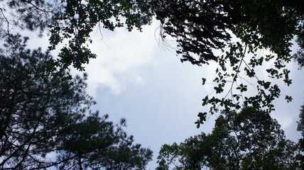 Canopy Frame Silhouetted Trees and Cloudy Sky