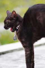 Close up of black cat on the roof