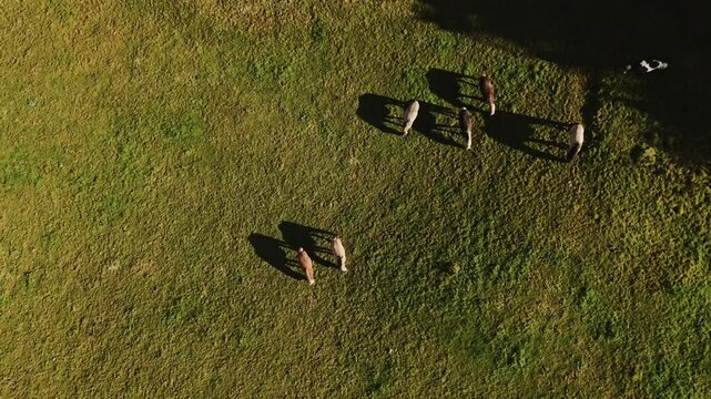 Herd of horses grazing on green meadow, aerial top down view