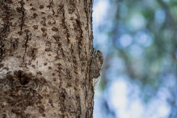 A cicada, a large insect with distinctive body shape and translucent wings. It perched on a tree branch, with its wings spread open. The background is blurred, with the focus being on the insect.