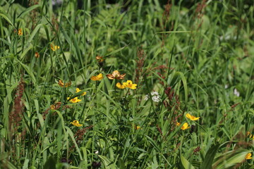 木曽駒ケ岳の風景。高山植物が咲く千畳敷カールの野。ミヤマキンバイ。