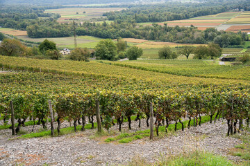 An autumn scenic of French vineyard surrounded by mountain alps and greenery with fog in the morning and a cloudy sky over the ridge of alpine of Savoie region.