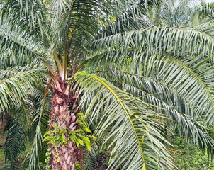 Palm tree in the garden