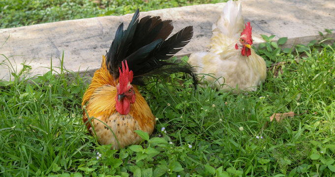 The Serama rooster is a type of bantam chicken originating from Malaysia. Brown serama rooster playing in the garden