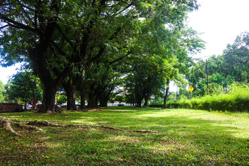 view of the large Samanea saman or lush trembesi tree with many branches shading the city park.