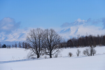 Fototapeta premium 北海道 冬の美瑛の雪景色
