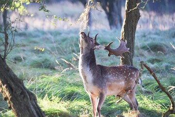 Vogelenzang, Netherlands. September 29, 2024. Fallow deer in the autumn rutting season.