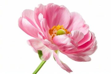 Fototapeta premium Pink Bougainvillea Isolated on White Background. Beautiful Bougainvillea Flower