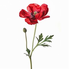 Red Bougainvillea Isolated on White Background. Beautiful Bougainvillea Flower