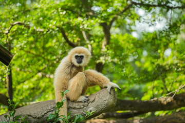 common gibbon or white-handed gibbon on tree