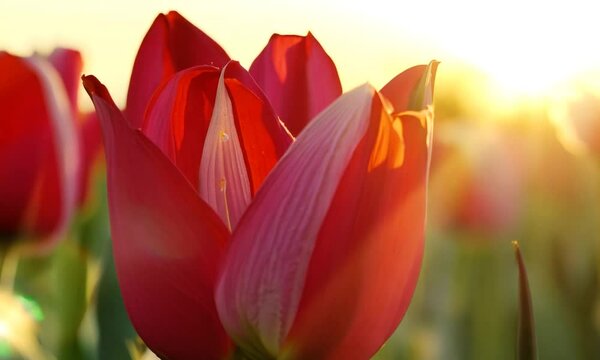 Vibrant red tulips in the morning sunlight, close up