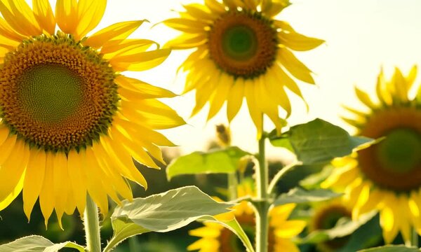 Bright yellow sunflowers standing tall, close up