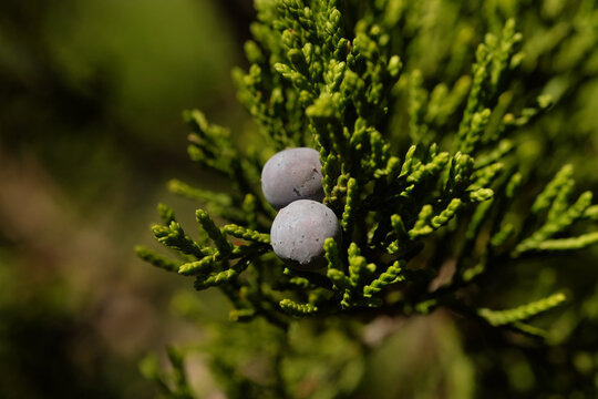 Blue berries closeup on ashe juniper in Texas, showing detail of plant.