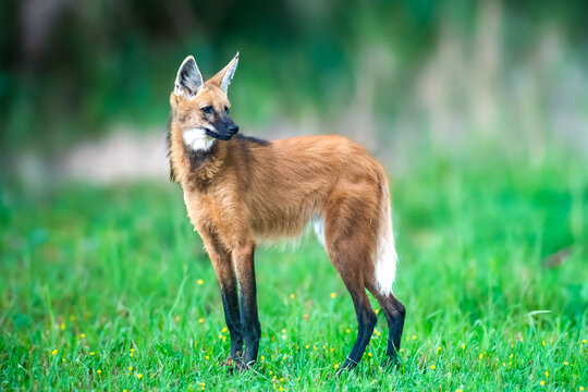 Wild Guar&aacute; wolf (Chrysocyon brachyurus) one of the rarest wolves in the world lives in the Brazilian cerrado biome feeds on fruits and meat.