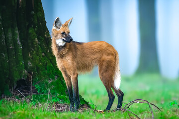 Wild Guará wolf (Chrysocyon brachyurus) one of the rarest wolves in the world lives in the Brazilian cerrado biome feeds on fruits and meat.