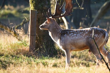 Vogelenzang, Netherlands. September 29, 2024. Fallow deer in the autumn rutting season.