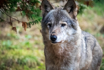 タイリクオオカミ (ハイイロオオカミ)