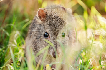 The long-nosed potoroo is a small, hopping mammal native to forests and shrubland of southeastern Australia and Tasmania.