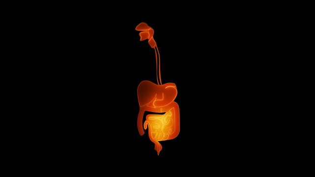 Concept of the organs of the human digestive system