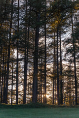 Fototapeta premium カラマツ林