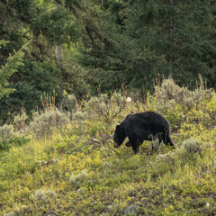 Black Bear Meanders Across Grassy Hill Side