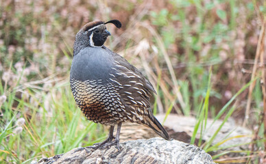 Quail bird close up feathers in nature background New Zealand