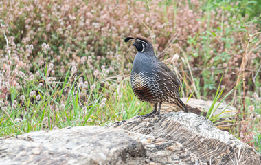 Quail bird close up feathers in nature background New Zealand