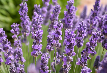 Obraz premium lavender flowers close up