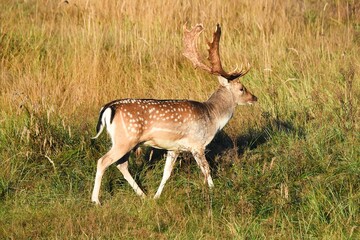 Vogelenzang, Netherlands. September 29, 2024. Fallow deer during rutting season in the forest near Vogelenzang.