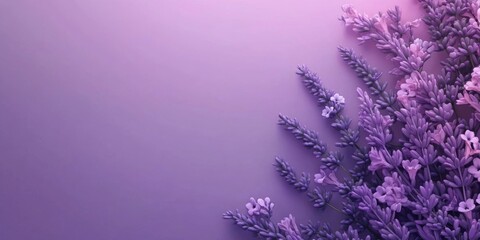 Fototapeta premium Purple Lavender Flowers on Purple Background Floral Design Botany Nature Spa Beauty