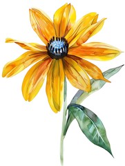 Obraz premium Watercolor Orange Gloriosa Daisy Isolated on White Background. Beautiful Gloriosa Daisy Flower
