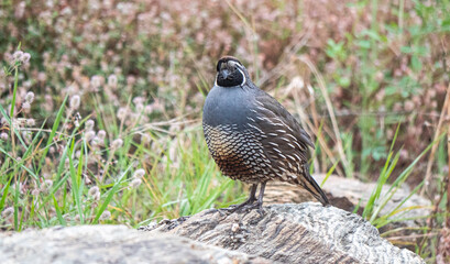 Quail bird close up feathers in nature background New Zealand
