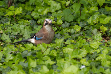Eurasian jay (Garrulus glandarius) on leaves