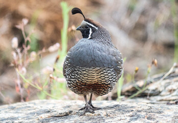 Quail bird close up feathers in nature background New Zealand