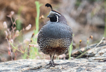 Quail bird close up feathers in nature background New Zealand