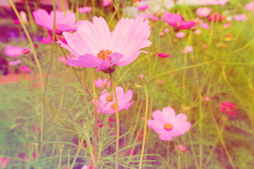 Beautiful pastel flowers in a natural garden.	