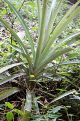 pineapple plant that only has leaves and no fruit