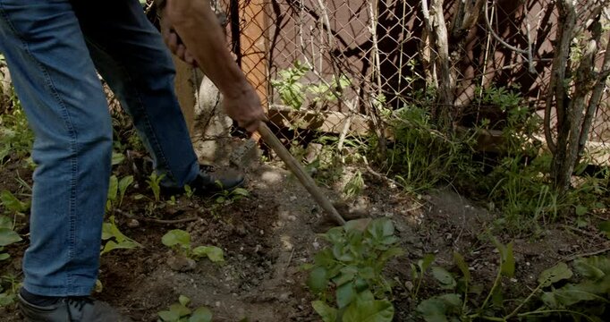 A senior man tends to his garden, hoeing soil around potato and chard plants on a sunny day.