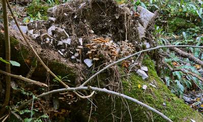 Mushrooms in a tree
