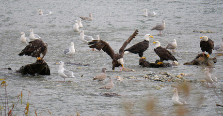 Bald Eagles and Seagulls in the Harrison River at the Sandpiper Resort Eagle and Salmon Viewing Trail in Harrison Mills, British Columbia, Canada
