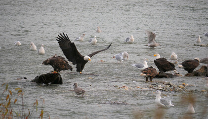 Bald Eagles and Seagulls in the Harrison River at the Sandpiper Resort Eagle and Salmon Viewing Trail in Harrison Mills, British Columbia, Canada