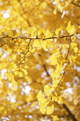 The Beauty of Autumn Ginkgo: A Guide to Golden Foliage