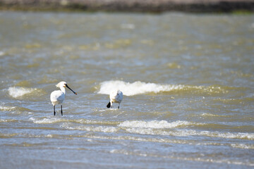 East Bank, Netherlands. June 01 2023. Spoonbills looking for food.