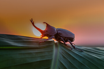 Dynastinae, Rhinoceros, Rhino, Hercules, Unicorn or Horn beetle hold on the wood log.
