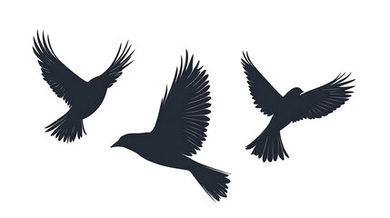 Fototapeta premium Silhouettes of Birds in Flight