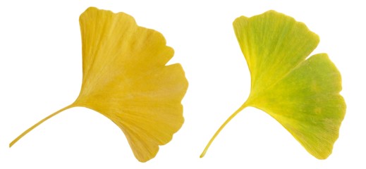 Set of 2 gingko, maidenhair tree leaves in light green and golden yellow autumn colors, isolated image on transparent background