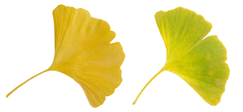 Set of 2 gingko, maidenhair tree leaves in light green and golden yellow autumn colors, isolated image on transparent background