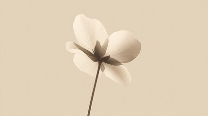 Obraz premium White Flower on Beige Background