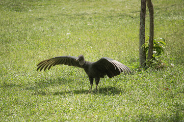 A vulture (Cathartes aura) spreads its wings to dry on a lush green lawn. The bird's striking feathers contrast beautifully with the vibrant grass, showcasing its unique anatomy.
