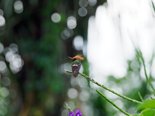 humming bird
